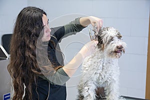 Young woman dog groomer working on a Spanish water dog ears