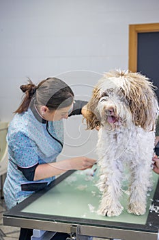 Young woman dog groomer working on a Spanish water dogs hair