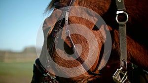 Young woman dresses a bridle on a horse slow motion 4k