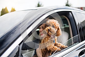 Young woman driver with a dog sitting in car, driving.