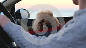 Young woman driving the car and dog traveling in a car.