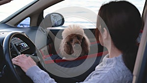 Young woman driving the car and dog traveling in a car seat the front seat of a car.