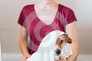 young woman drying her cute small jack russell dog with towel at home