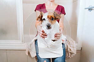 young woman drying her cute small jack russell dog with towel at home