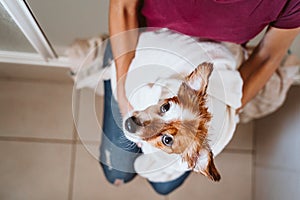 young woman drying her cute small jack russell dog with towel at home