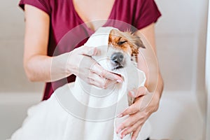 young woman drying her cute small jack russell dog with towel at home