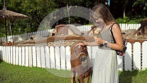 Young woman on a farm feeds small cute pony horses with carrots