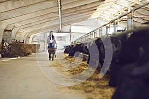 Young woman farm worker farmer walking along stalls with black cows and bulls and carrying hay