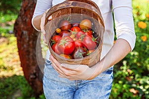 Young woman farm worker holding basket picking fresh ripe organic tomatoes in garden