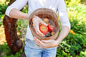 Young woman farm worker holding basket picking fresh ripe organic tomatoes in garden