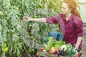 Young woman farmer agronomist collects fresh vegetables tomatoes in a greenhouse. Organic raw products grown on a farm