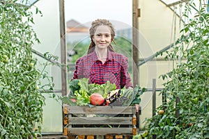 Young woman farmer agronomist collects fresh vegetables tomatoes in a greenhouse. Organic raw products grown on a farm