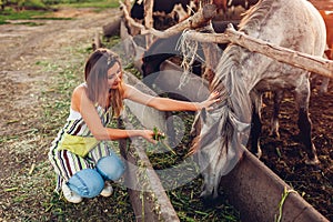 Young woman farmer feeding horses with grass on farm yard at sunset. Cattle eating and walking outdoors