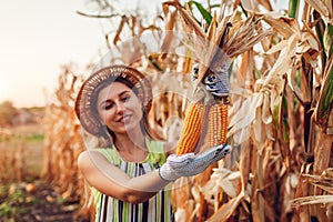 Young woman farmer picking corn harvest. Worker holding autumn corncobs. Farming and gardening