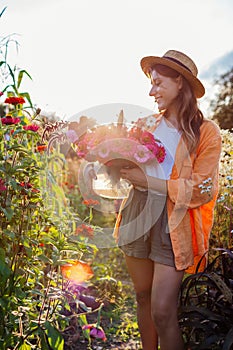 Young woman farmer picking flowers in bucket in summer garden at sunset. Cut flowers harvest of zinnias.