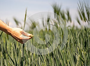 Young woman farmer`s hand at the green wheat field touching spikelets