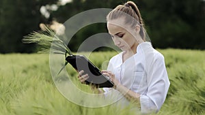 Young woman farmer wearing white bathrobe is checking harvest progress on a tablet at the green wheat field. New crop of