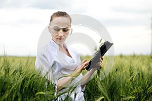 Young woman farmer wearing white bathrobe is checking harvest progress on a tablet at the green wheat field. New crop of wheat is