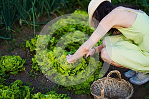 young woman farming lettuces