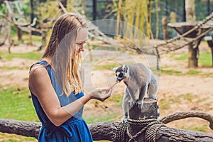 Young woman is fed Ring-tailed lemur - Lemur catta. Beauty in nature. Petting zoo concept