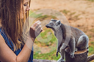 Young woman is fed Ring-tailed lemur - Lemur catta. Beauty in nature. Petting zoo concept