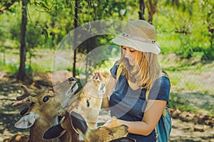 Young woman feeding beautiful deer from hands in a tropical Zoo