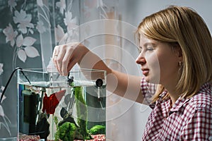 Young woman feeding beta fish in aquarium at home.