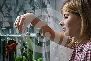 Young woman feeding beta fish in aquarium at home.