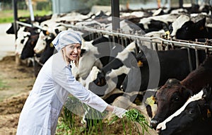 Young woman feeding cows with grass at cowhouse