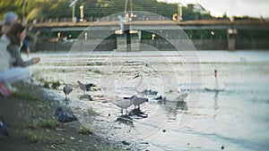 A young woman feeding on a lake swans and ducks Bird feeding in winter