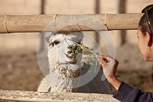 Young woman feeding lama in safari park.