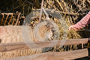 Young woman feeding a sheep with hay in a sunny day of spring