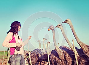 Young woman feeds ostriches