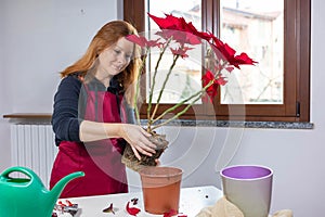 Young woman florist in apron replanting red Poinsettia at home with gardening tools on table.