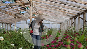 A young woman florist walks through a greenhouse caring for roses in a greenhouse examining and touching flower buds