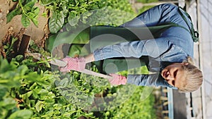 Young woman gardener in apron with mattock working with Malabar spinach in hothouse