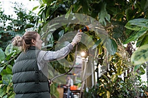 Young woman gardener or greenhouse worker watering tropical tree Ficus Elastica with hose