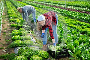 Young woman gardener harvesting green lettuce on field