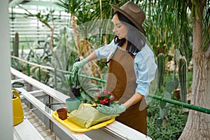Young woman gardener potting plants in greenhouse