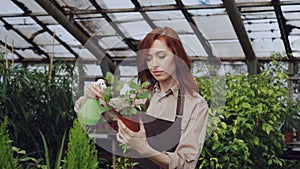 Young woman gardener wearing apron is watering pot plant and checking leaves while working inside greenhouse. Profession