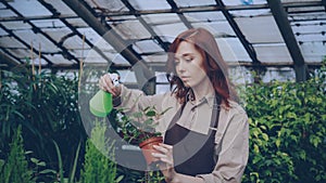 Young woman gardener wearing apron is watering pot plant and checking leaves while working inside greenhouse. Profession