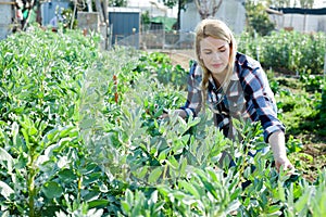 Young woman gardener working with beans seedlings in sunny garden