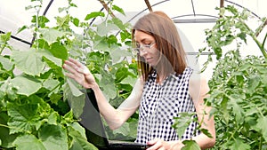 Young woman gardener working with plants in greenhouse. A girl using a laptop, checks how tomatoes and cucumbers grow