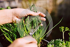 Young woman gardening and cutting fresh chives with scissors photo
