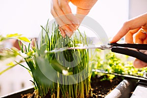 Young woman gardening and cutting fresh chives with scissors