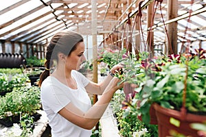 Young woman gardening in a greenhouse with flowers