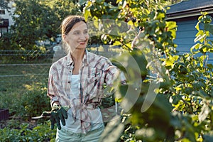 Young woman gardening plucking berries from bush