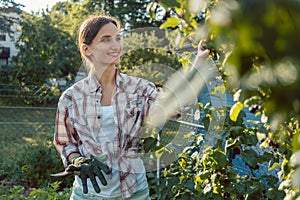 Young woman gardening plucking berries from bush