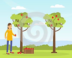 Young Woman Gathering Apples in the Orchard Contributing into Environment Preservation Vector Illustration