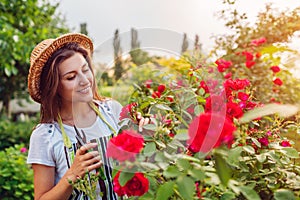 Young woman gathering flowers in garden. Girl smelling and cutting roses off. Gardening concept